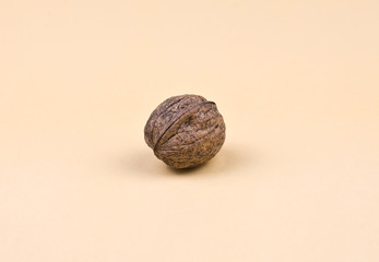 walnut