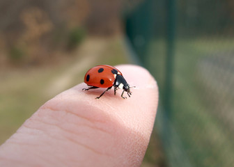 Marienkäfer auf Finger