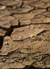 Cracked and dried soil With a single flower