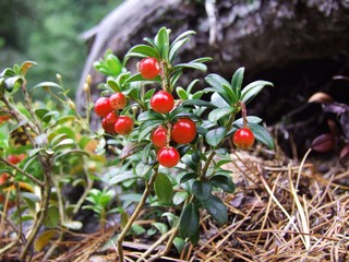 Preiselbeeren Makro