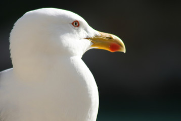 mouette 01