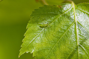 Aphid on leaf