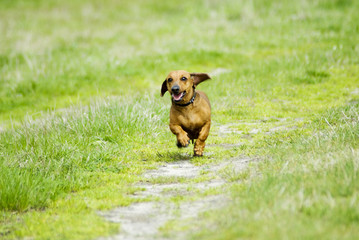 dachshund