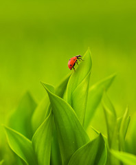 Ladybug sitting on a green grass