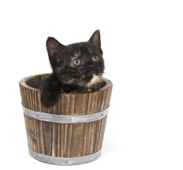 Kitten in a flower pot