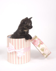 Kitten in a gift box
