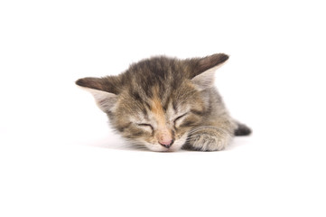 cat nap