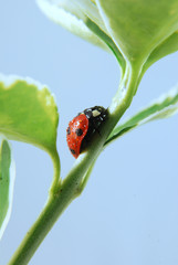 Fototapeta premium Ladybird and water drops