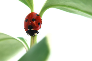 Ladybird on plant stem