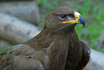 Adler auf Beobachtung