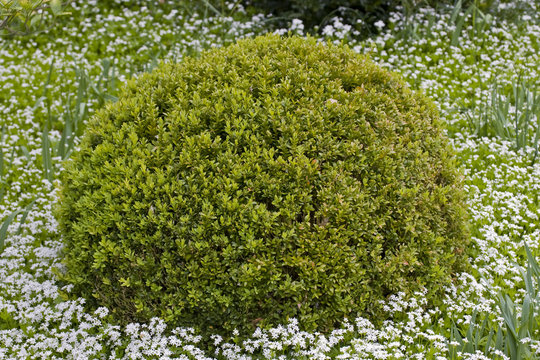 buisson dans un jardin