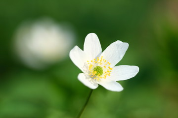 spring windflower
