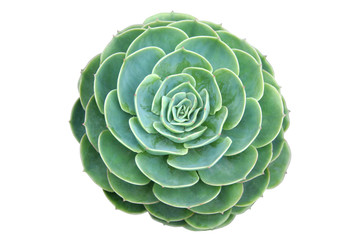 Aeonium isolated on white background