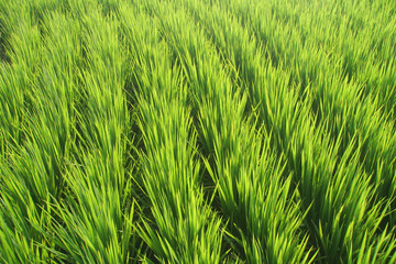 Rice paddy 