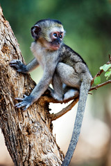 Vervet monkey