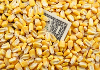 Cash Crop VI