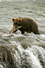 Grizzly bears fishing for salmon