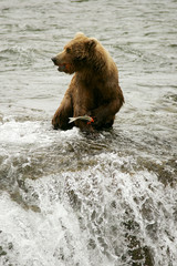 Obraz premium Grizzly bears fishing for salmon