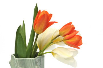 orange and white tulips in vase