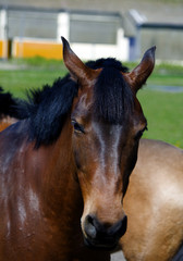 Fototapeta premium Pferdekopf