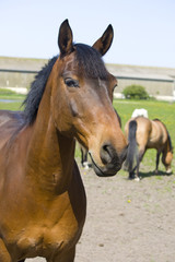 Obraz premium Pferde