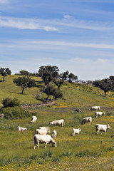 Obraz premium Landscape with cows