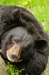 Black bear