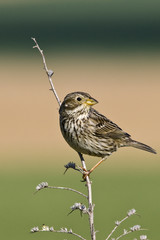Corn Bunting