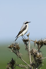 Northern Wheatear
