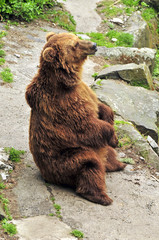 Fototapeta premium Brown bear