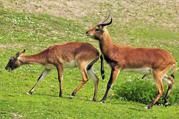 Antelope