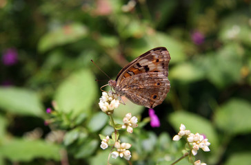 Schmetterling auf der Blüte