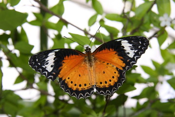 Schmetterling vor Blättern