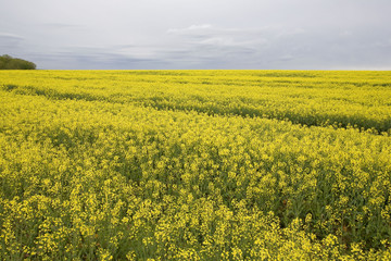 Fototapeta premium france, île de france : champ de colza