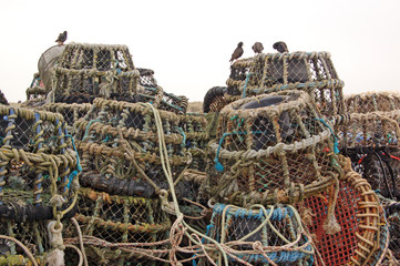 lobster pots and starlings