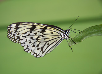 Idea leuconoe green
