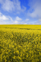 Obraz premium france,île de france : champ de colza sous les nuages