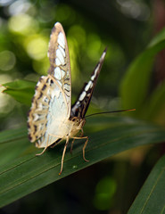 Frontansicht eines Schmetterlings