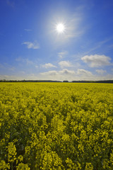 Obraz premium france,île de france : champ de colza sous le soleil