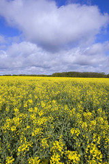 Obraz premium france,île de france : champ de colza