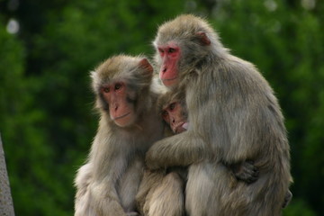 Affenfamilie