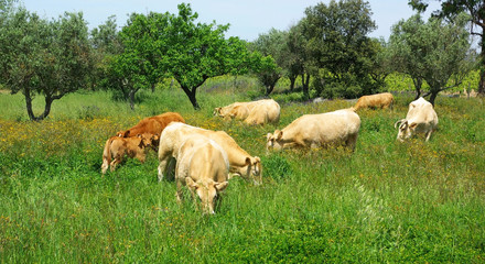 Fototapeta premium The cows in the green field.