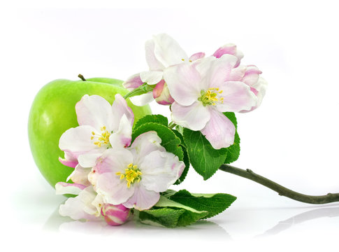 green apple fruit isolated with pink flowers on branch