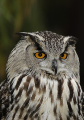 Eurasian eagle owl