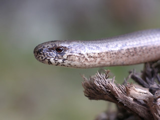 Blindschleiche