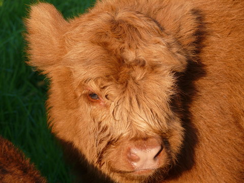 Kalbportrait