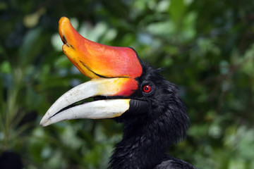 Nashornvogel
