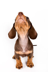 Dachshund puppy isolated on white