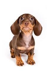 Dachshund puppy isolated on white