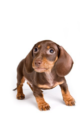 Dachshund puppy isolated on white